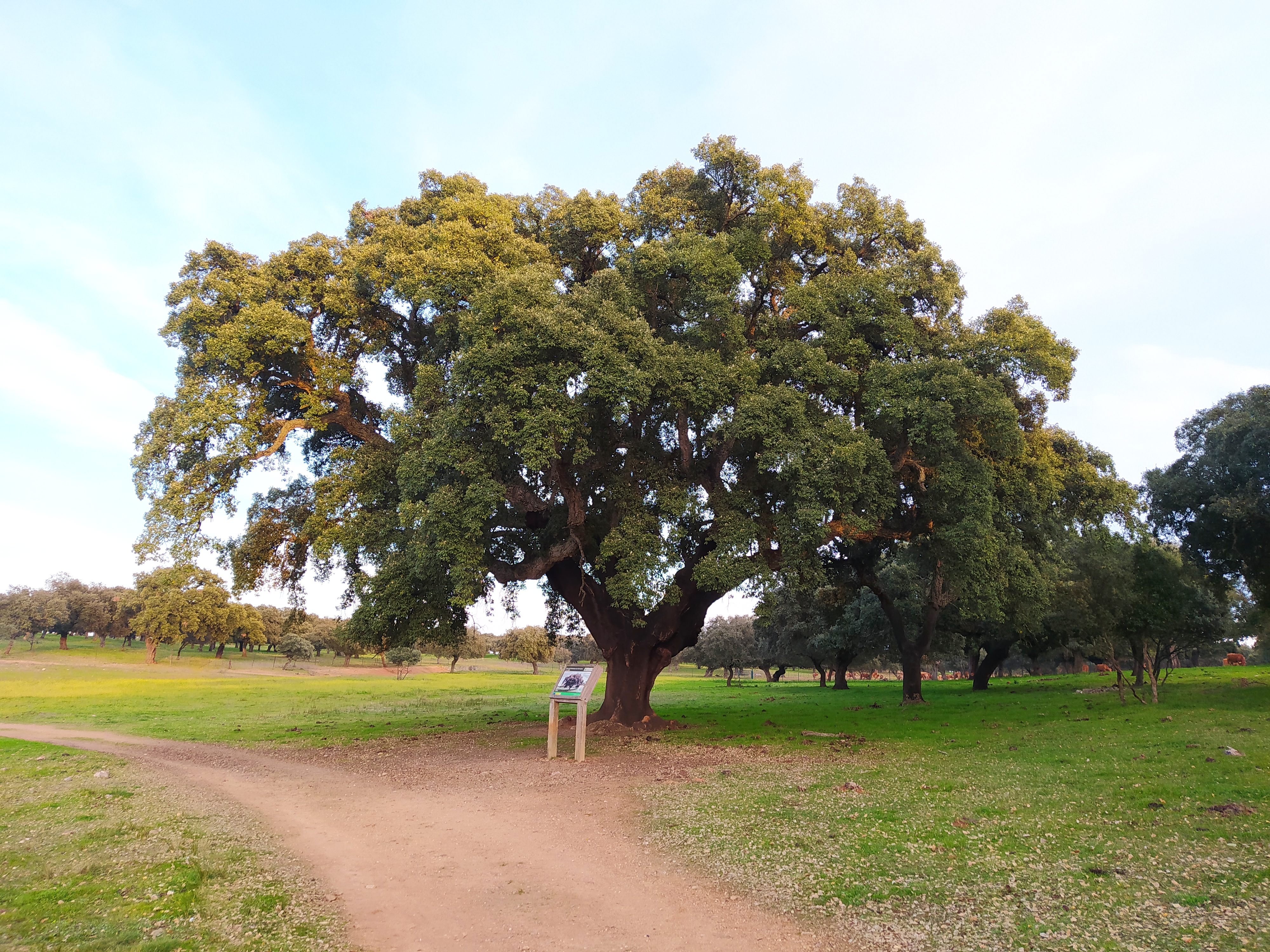 Parque Natural de Cornalvo