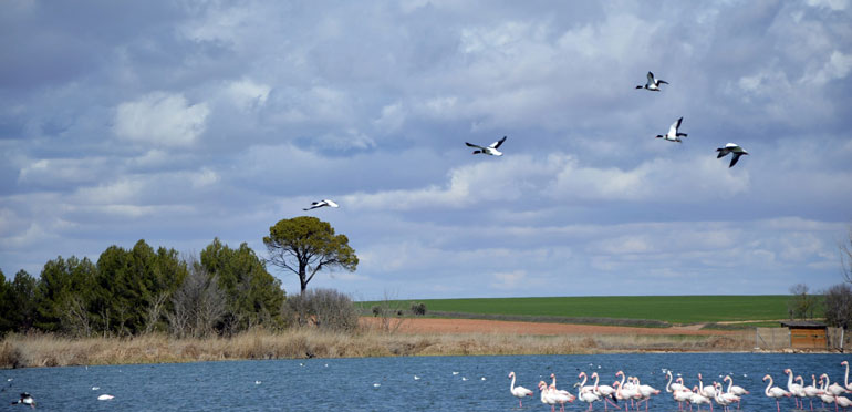 Laguna de Navaseca en Daimiel