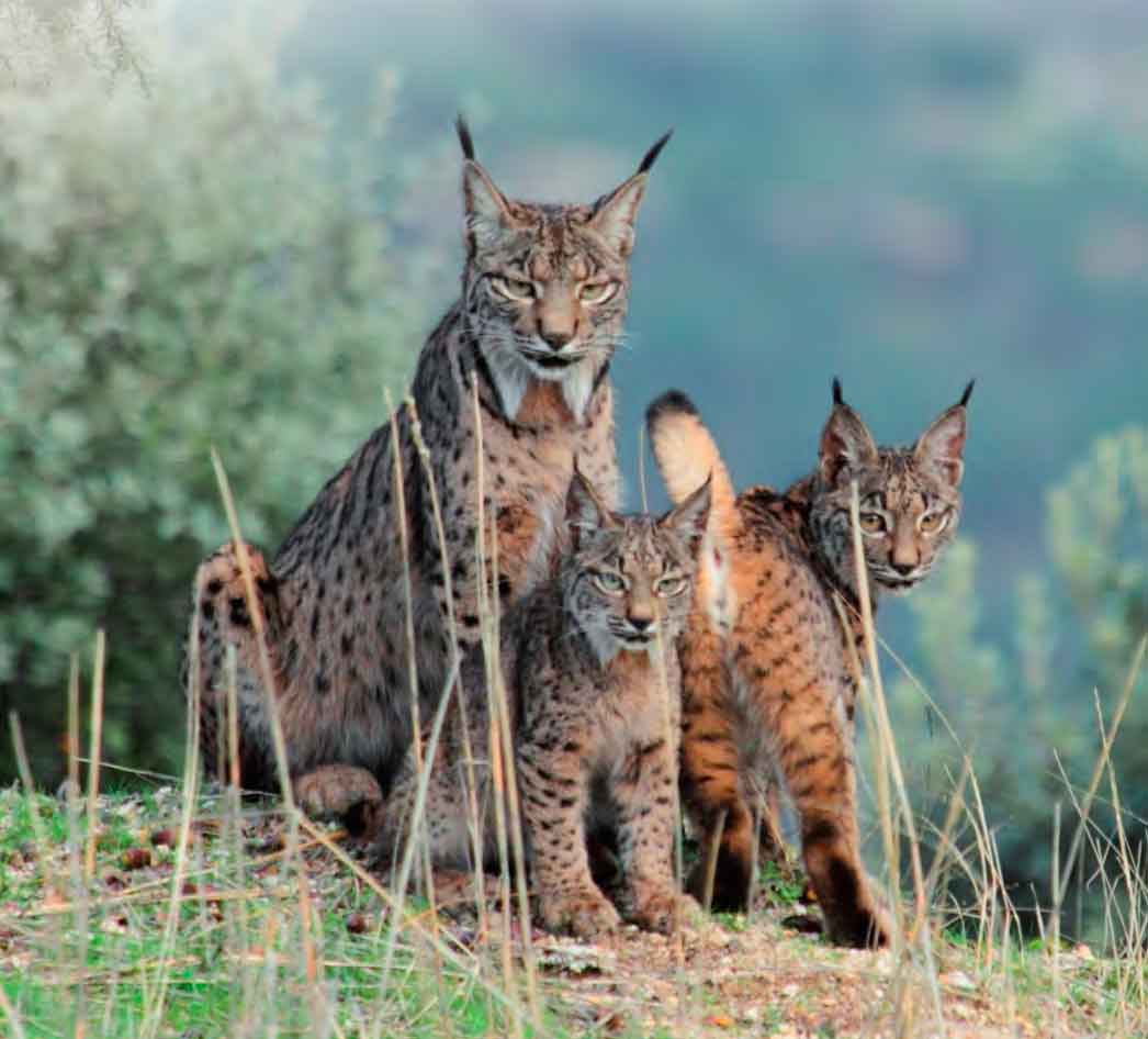 Lince Ibérico en Sierra Morena