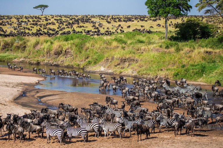 Reserva Nacional de Masai Mara (Kenia)  