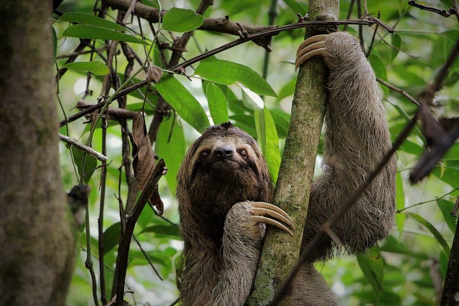 Parque Manuel Antonio, Costa Rica