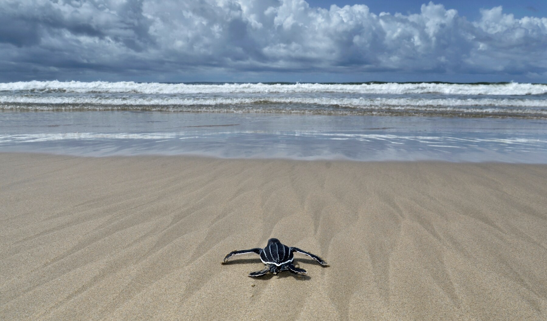 Tortuguero, Costa Rica