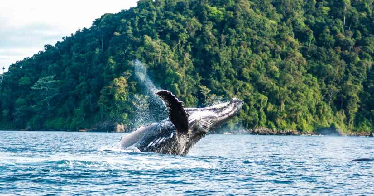 Ballenas, Costa Rica