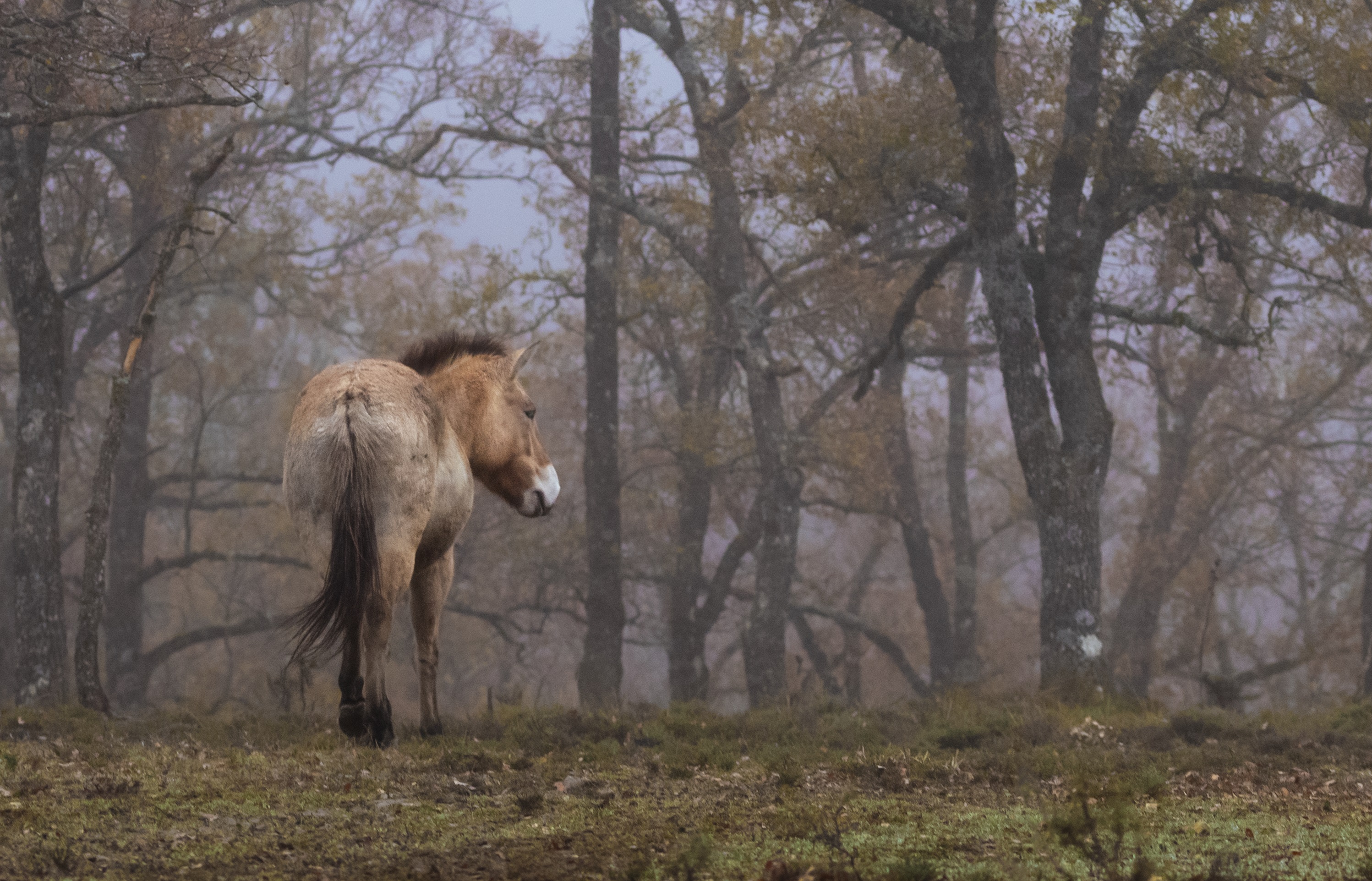 El Sistema Ibérico Sur, a la vanguardia del movimiento de la renaturalización o rewilding en España
