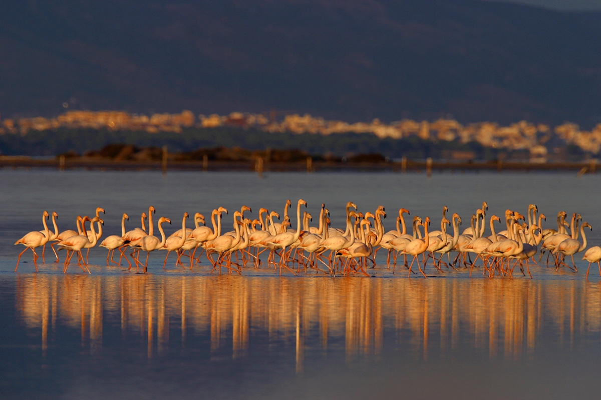 Los humedales son clave para la biodiversidad de España // Crédito: bcncatfilmcommission
