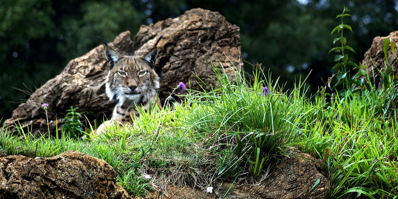 Lince Ibérico // Crédito: andujar28.es  Lince Ibérico // Crédito: andujar28.es