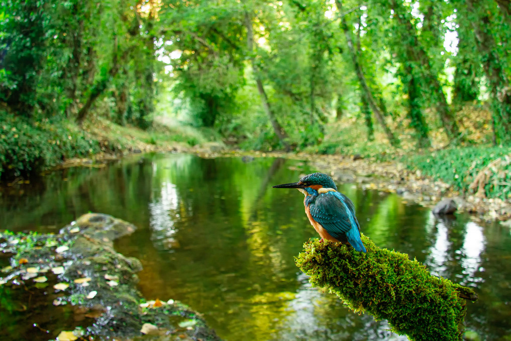Ituzaingó ya cuenta con un centro de avistamiento para sus aves  Ituzaingó ya cuenta con un centro de avistamiento para sus aves