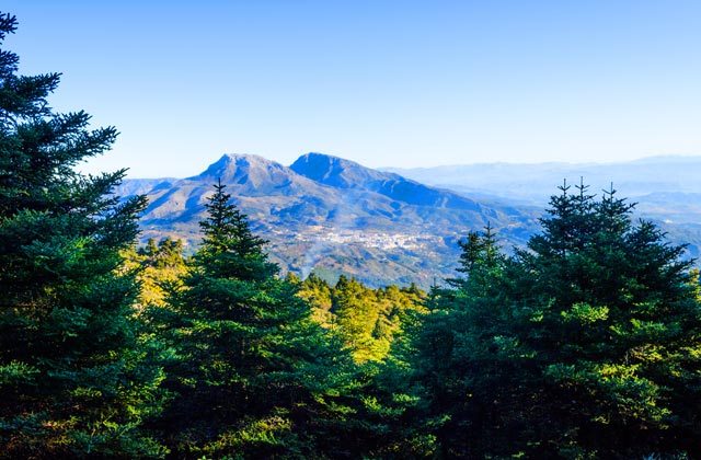 Pinsapos en la Sierra de las Nieves, Málaga Pinsapos en la Sierra de las Nieves, Málaga