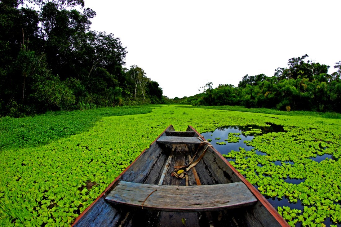 Reserva de Desarrollo Sostenible Mamirauá, Brasil  Reserva de Desarrollo Sostenible Mamirauá, Brasil