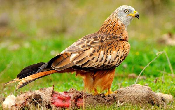 Milano Real // Crédito: wikipedia  Milano Real // Crédito: wikipedia