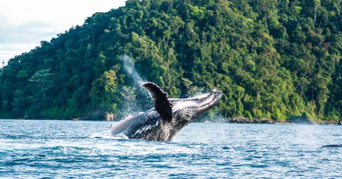 Ballenas jorobadas en Bahía de Buenaventura  Ballenas jorobadas en Bahía de Buenaventura