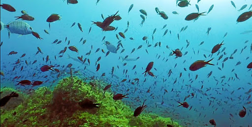 Reserva Biosfera Menorca / Crédito: biosferamenorca.org  Reserva Biosfera Menorca / Crédito: biosferamenorca.org