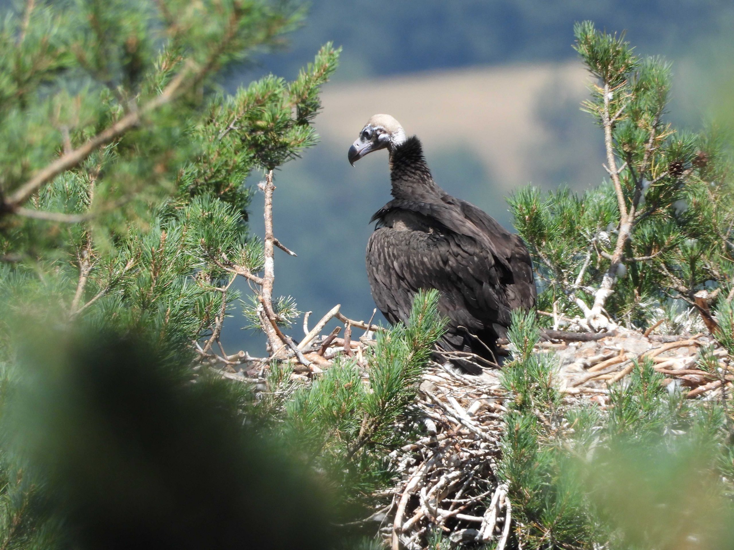 Buitres negros en La Sierra de la Demanda // Crédito: elmundoecologico Buitres negros en La Sierra de la Demanda // Crédito: elmundoecologico