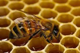 Superalimento para abejas en Bogotá // Crédito: cursodeapicultura.info Superalimento para abejas en Bogotá // Crédito: cursodeapicultura.info