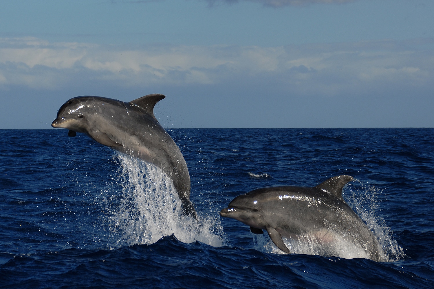 Delfines mulares en Canarias // Crédito: gomeravive  Delfines mulares en Canarias // Crédito: gomeravive
