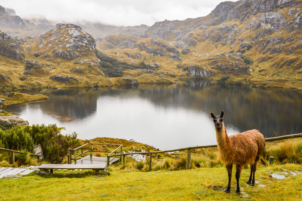 Parque Nacional Cajas, Ecuador // Crédito:wikipedia Parque Nacional Cajas, Ecuador // Crédito:wikipedia