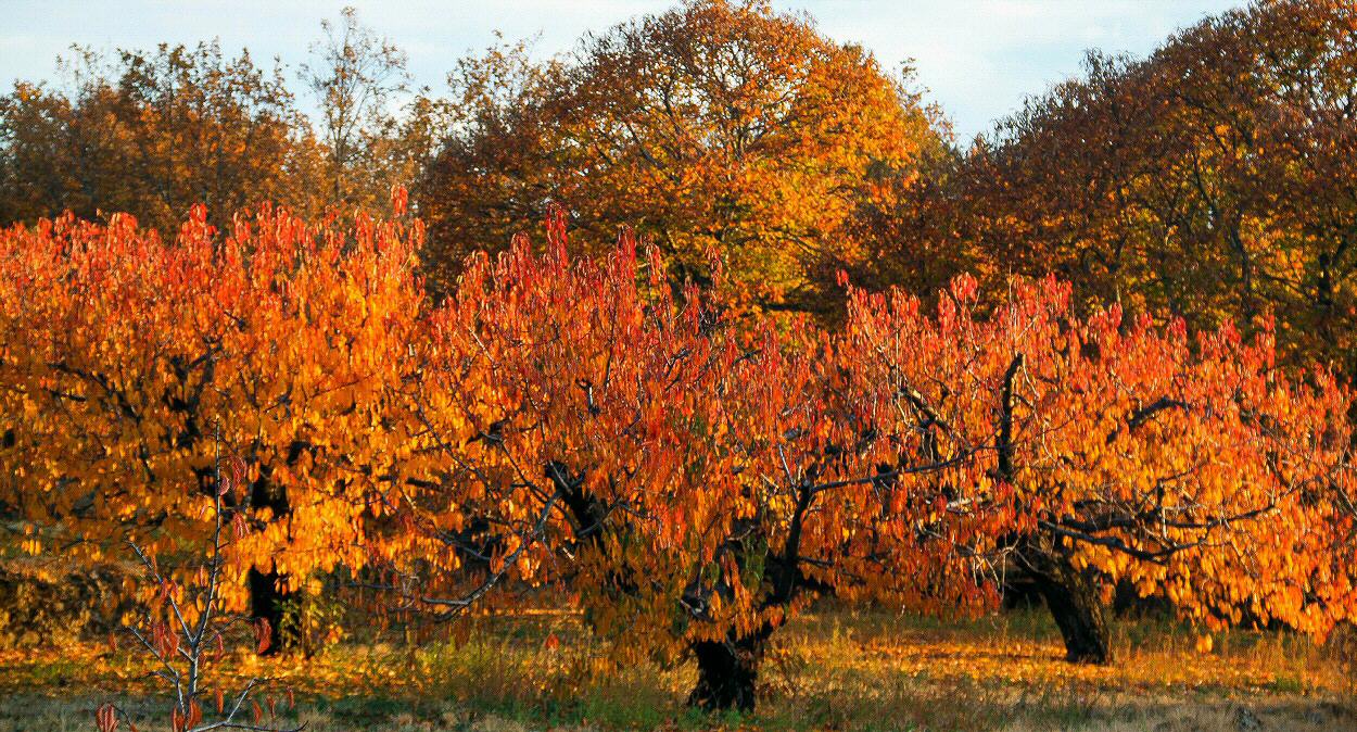 Valle del Jerte en otoño // Crédito: guias-viajar Valle del Jerte en otoño // Crédito: guias-viajar