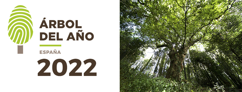 El Carballo del 'Bosque del banquete', mejor árbol del año // Crédito: arboleuropeo.es El Carballo del 'Bosque del banquete', mejor árbol del año // Crédito: arboleuropeo.es
