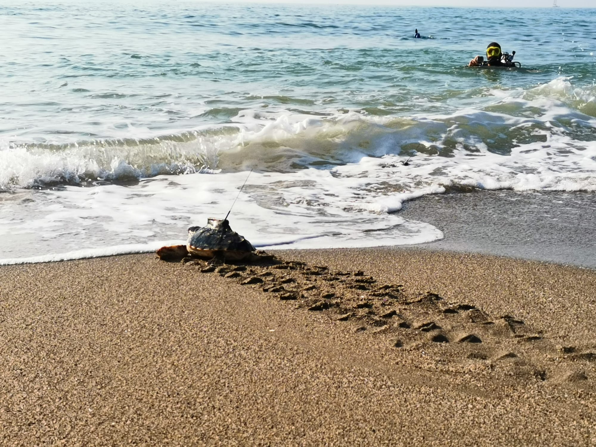 Marcaje y liberación de tortuga boba en una playa de Marbella. Foto: Life Intemares Marcaje y liberación de tortuga boba en una playa de Marbella. Foto: Life Intemares