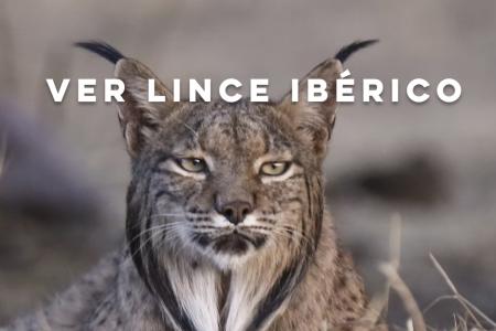 Birds & Lynx Ecotourism