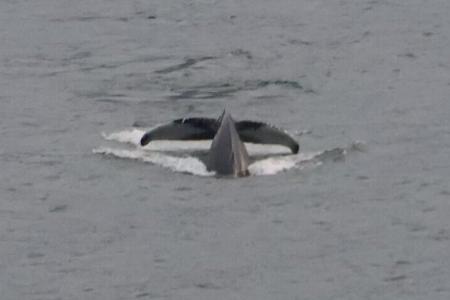 whalewatching akureyri islandia whalewatching akureyri islandia