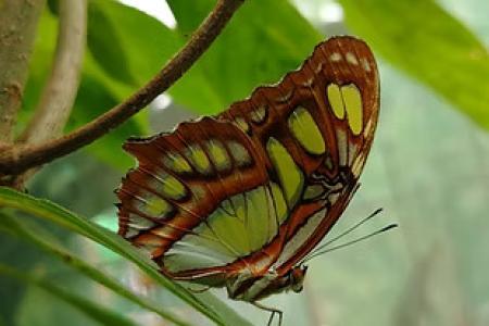 Mariposario Butterfly Kingdom