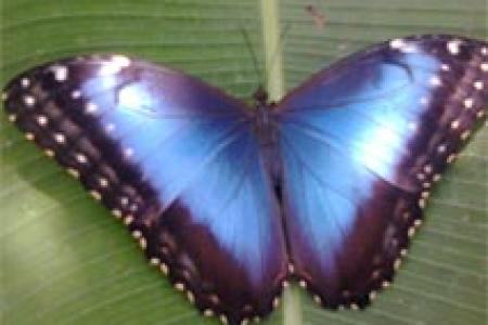 Mariposario Metamorfósis