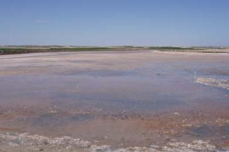 Salineta de Bujaraloz