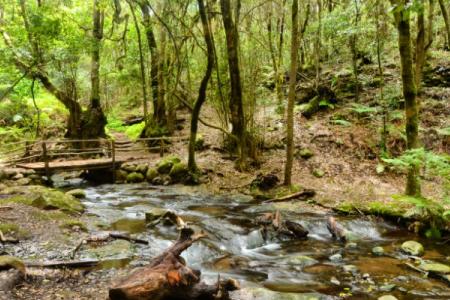 Ruta del bosque de El Cedro en el Garajonay.