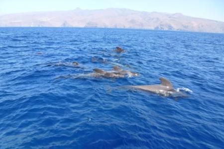 Avistamiento de cetáceos en La Gomera.