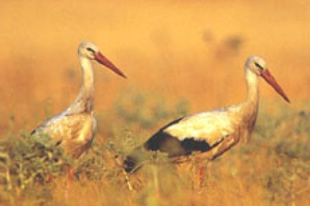 Aves de la Laguna de El Oso (ZEPA).