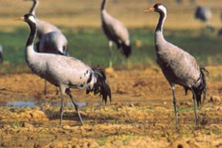 Aves de la Laguna de El Oso (ZEPA).