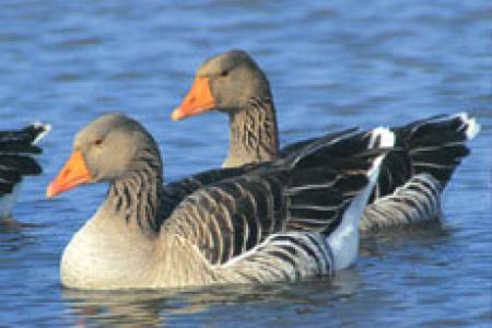 Aves de la Laguna de El Oso (ZEPA).
