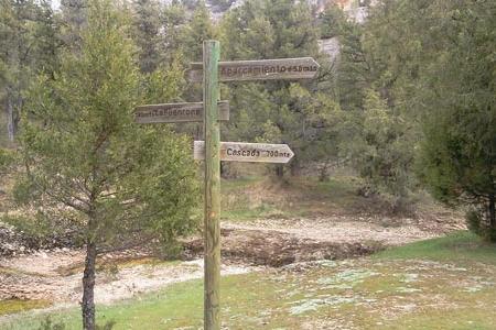 Sabinar del Monumento Natural de la Fuentona.