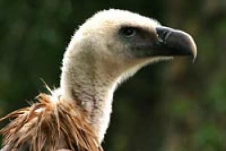Buitre Leonado (Gyps fulvus)