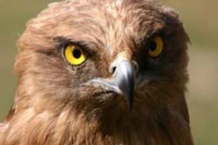 Aguila culebrera