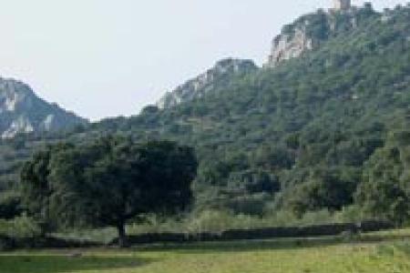 Dehesa