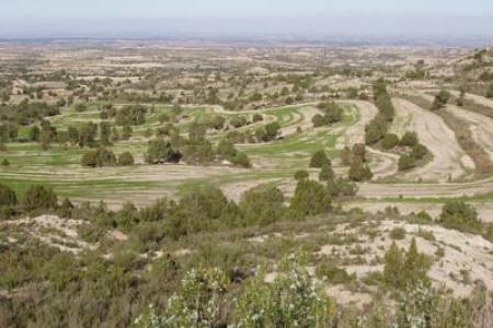 Sabinar de Pallaruelo de Monegros.