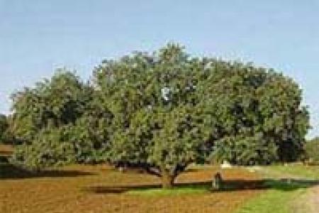 Monumento Natural Encina Dehesa de San Francisco