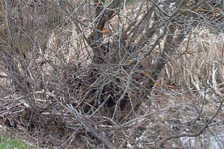 Petirrojo (Erithacus rubecula) junto a la ermita. Petirrojo (Erithacus rubecula) junto a la ermita.