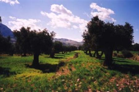 Bancales de Olivos