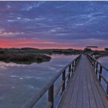 Cielo en movimiento: descubre el birdwatching en la Comunitat Valenciana
