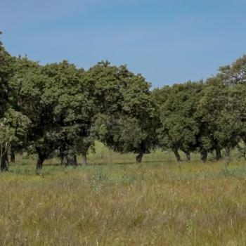 Viaje a la dehesa extremeña: el ecosistema más sabroso y sostenible de Europa