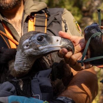 rewilding buitre negro
