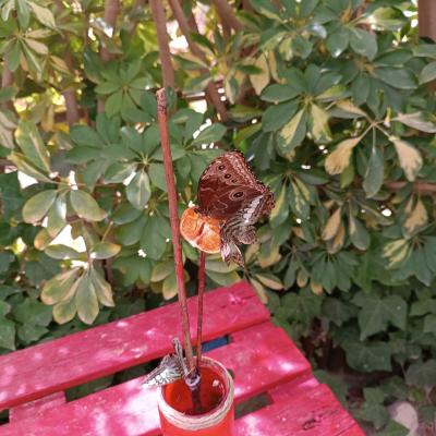 Mariposario de Níjar