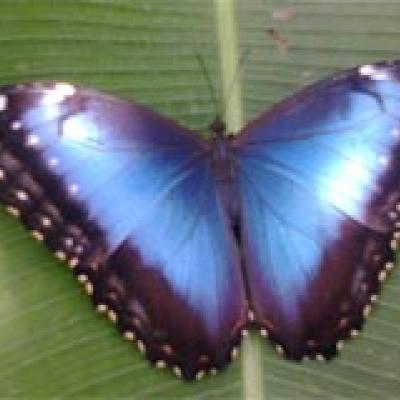 Mariposario Metamorfósis