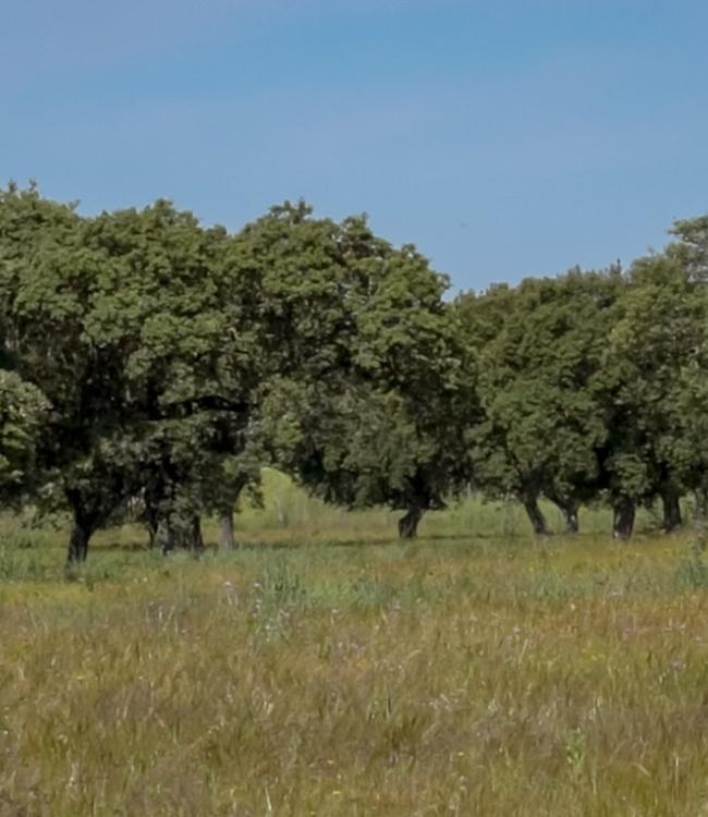 Viaje a la dehesa extremeña: el ecosistema más sabroso y sostenible de Europa