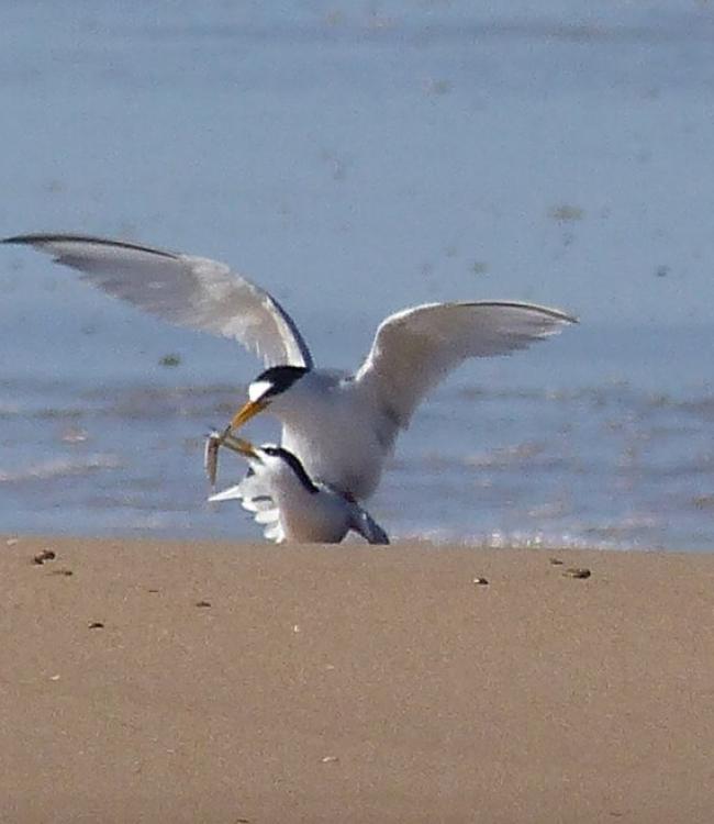Día Internacional de las Aves 2025