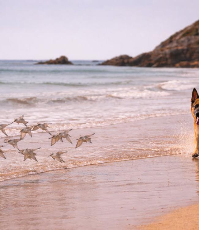 Perros sueltos, la nueva amenaza para las aves de Urdaibai