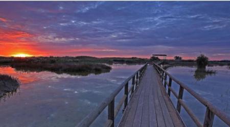 Cielo en movimiento: descubre el birdwatching en la Comunitat Valenciana
